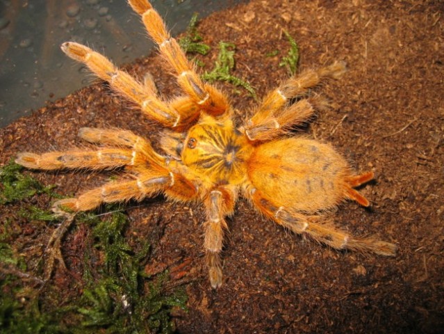 Pterinochilus Murinus