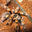 Smithi