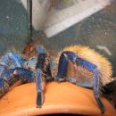 Chromatopelma Cyaneopubescens