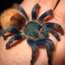 Chromatopelma Cyaneopubescens