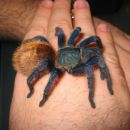 Chromatopelma Cyaneopubescens