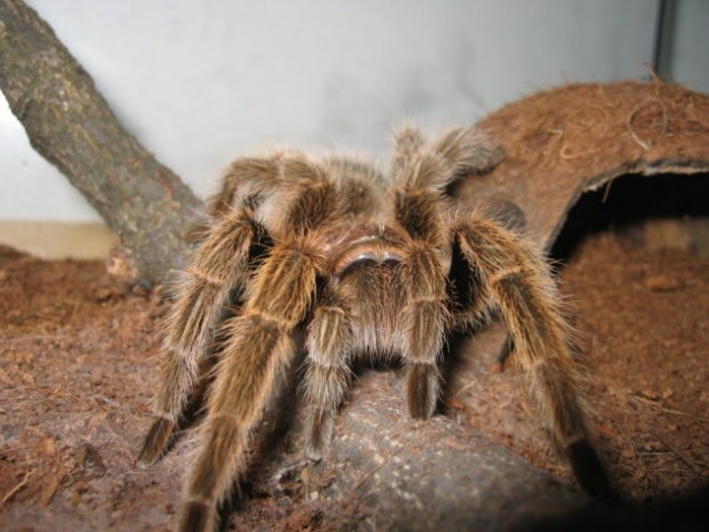 Rozi (Grammostola Rosea)