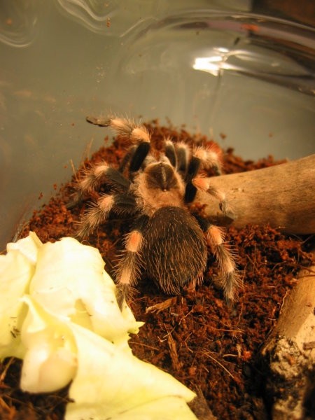 Brachypelma Smithi