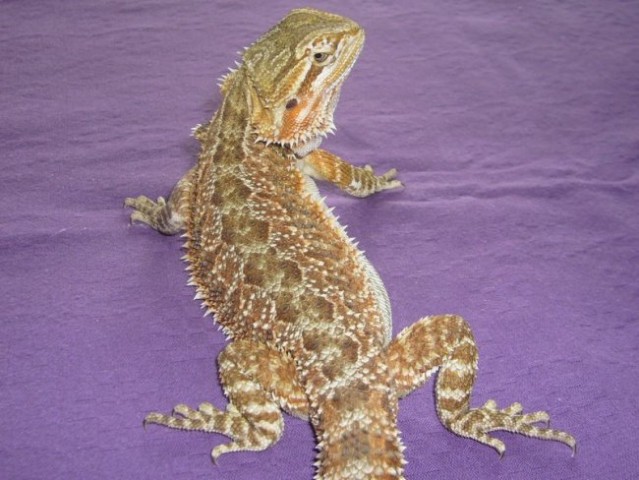 Cesare P. & Kleopatra - foto