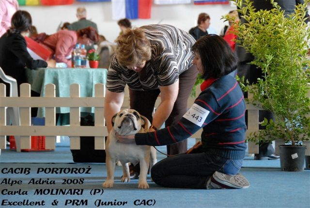 CACIB Portorož II 2008