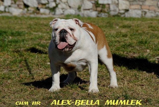 Alex Bella & Limited Edition - foto