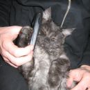 mobilen muc