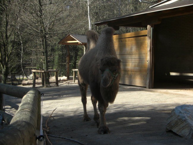 ZOO - foto povečava