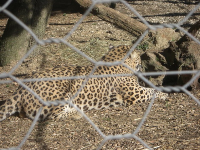 ZOO - foto