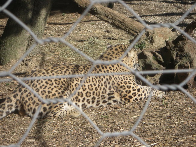 ZOO - foto povečava