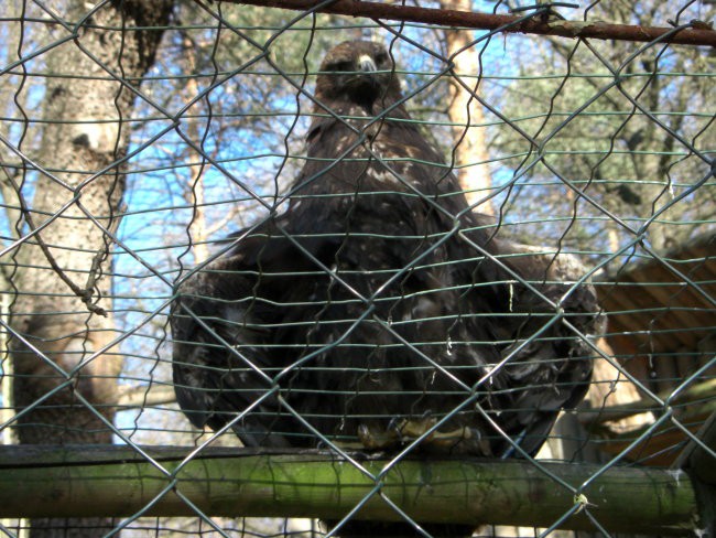 ZOO - foto povečava