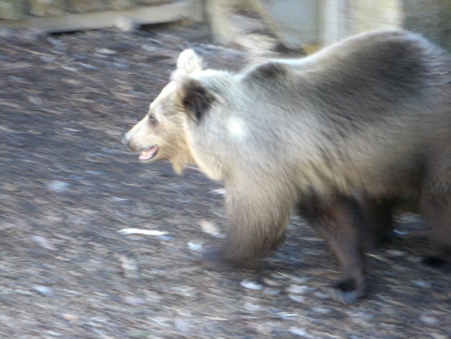 ZOO - foto povečava