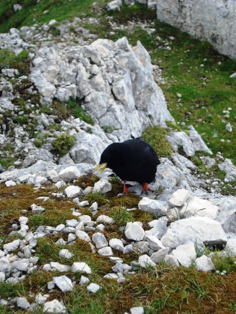 Tošc junij 2008 - foto