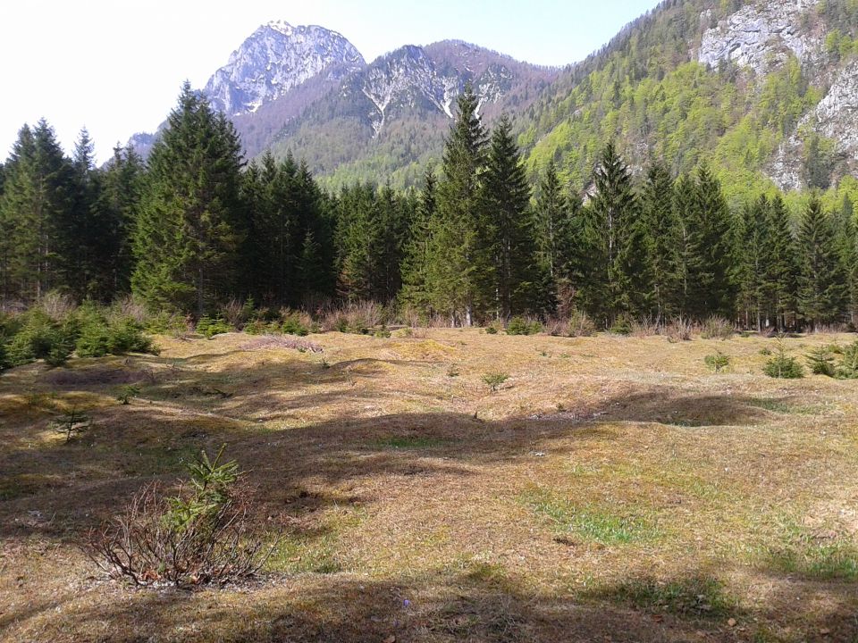 Pomlad v dolini Krme 1.5. 2013 - foto povečava