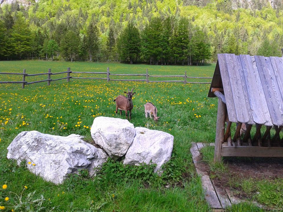 Logarska dolina - Okrešelj 18.5.2013 - foto povečava