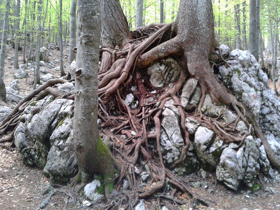 Logarska dolina - Okrešelj 18.5.2013 - foto povečava