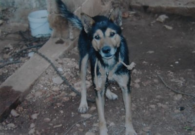 Kuža išče dom - foto povečava