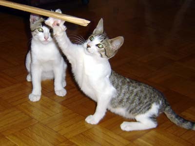 Mucki - foto povečava