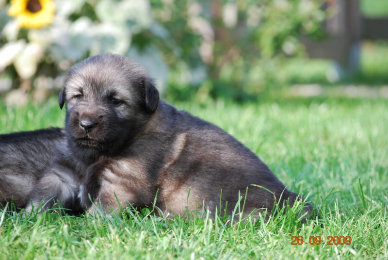 H Leglo 3,5 tedni - foto povečava