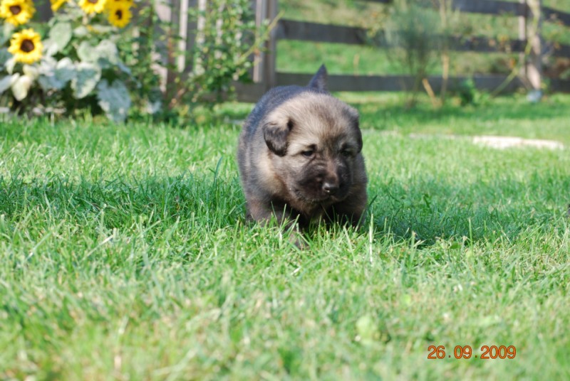 H Leglo 3,5 tedni - foto povečava