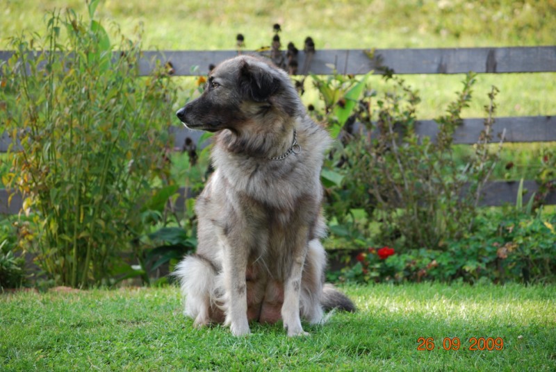 H Leglo 3,5 tedni - foto povečava