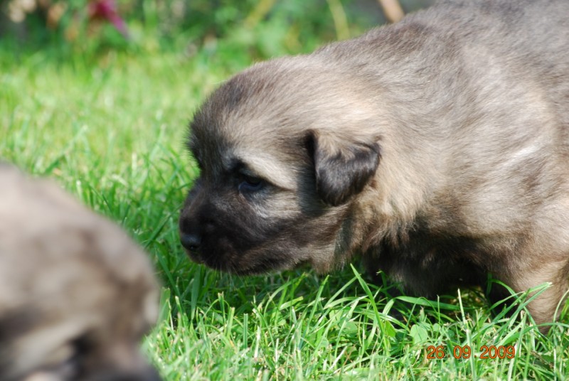 H Leglo 3,5 tedni - foto povečava