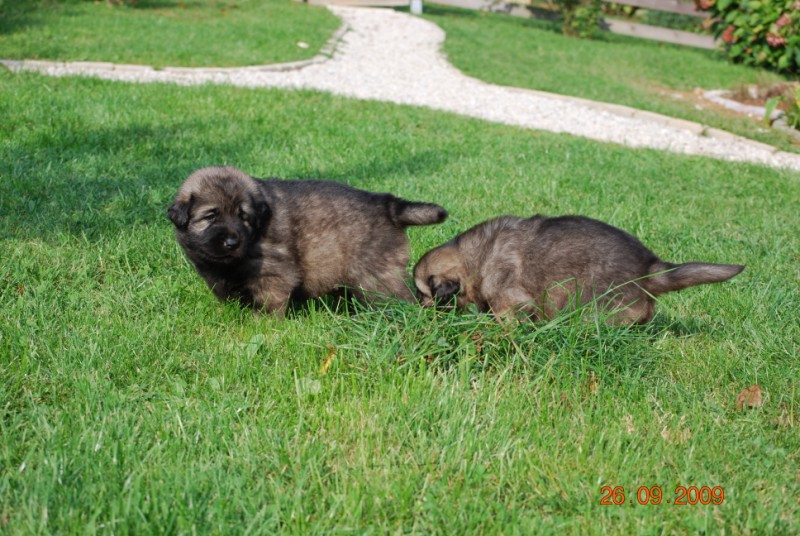 H Leglo 3,5 tedni - foto povečava