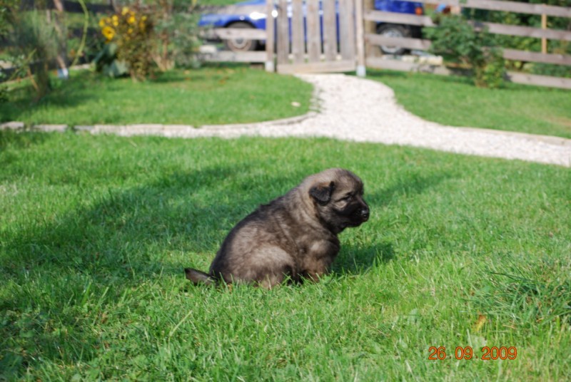 H Leglo 3,5 tedni - foto povečava