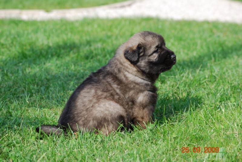 H Leglo 3,5 tedni - foto povečava