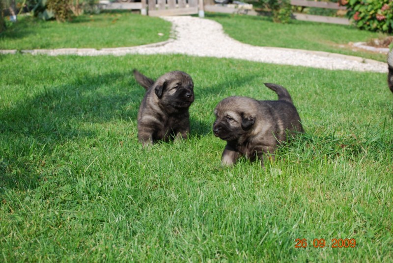 H Leglo 3,5 tedni - foto povečava