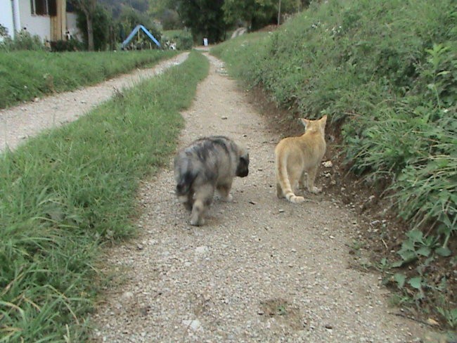 F Leglo Feli - foto povečava