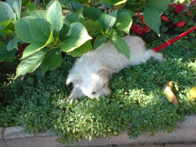Kok je lušno na vrtu spat