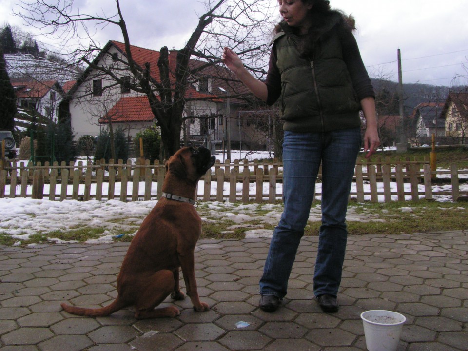 Bokseraški prijatelji - foto povečava