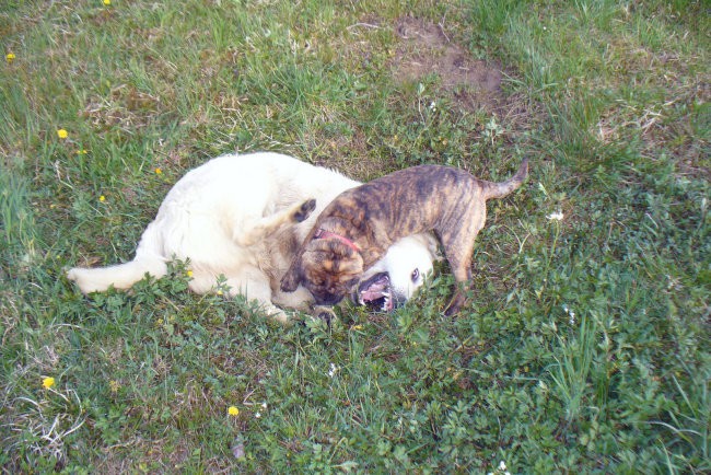 Pluto - razno - foto povečava