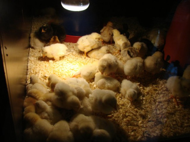 Inkubator