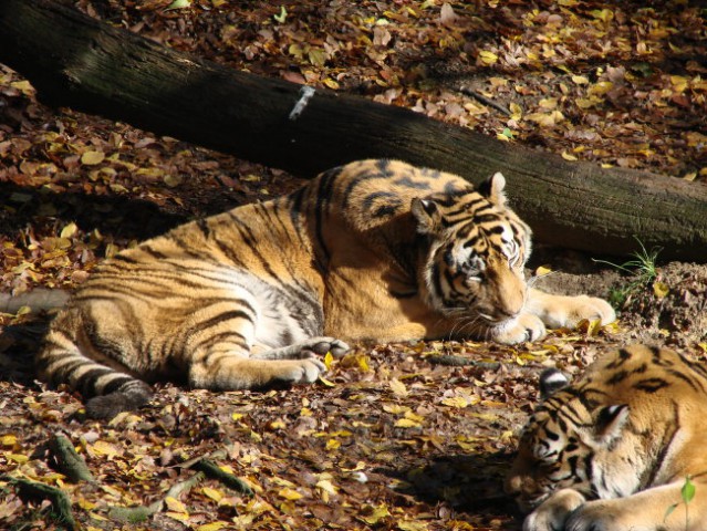 Živalski vrt Oktober 2007 - foto