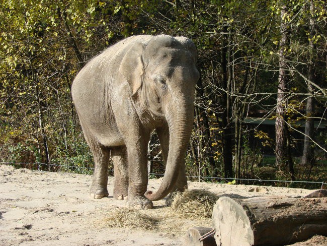 slonica Ganga