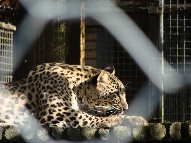 ...in zaspani leopard
