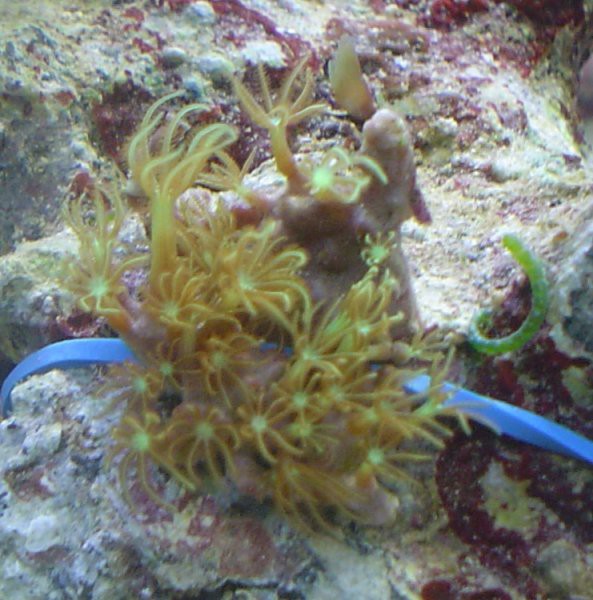  Pachyclavularia violacea 11.11.