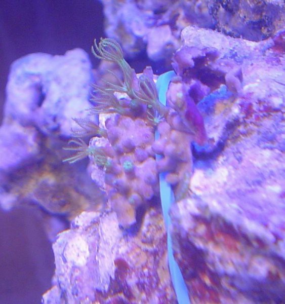 Pachyclavularia violacea 9.11.
To je najuspešneši košček te korale. Imam tri, zadnjega no