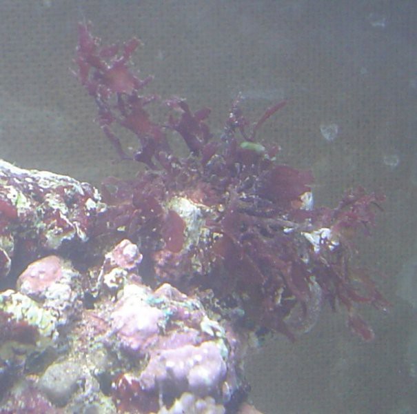 rdeča alga (neka alga, ki je prišla s kamnom)