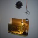 akvarij v luknji -prve dni sem osvetljeval le z namizno svetilko